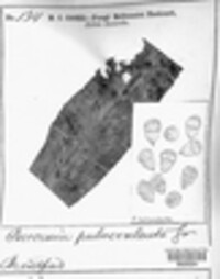 Puccinia pulverulenta image